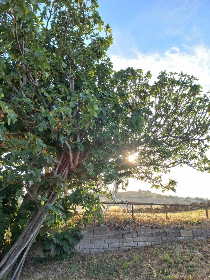 Agriturismo Podere Cherzo Cinigiano Zewnętrze zdjęcie